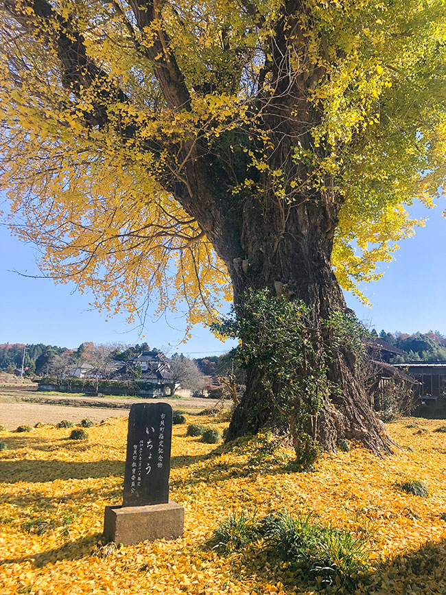 真岡市で家を建てるならとちの木ホーム